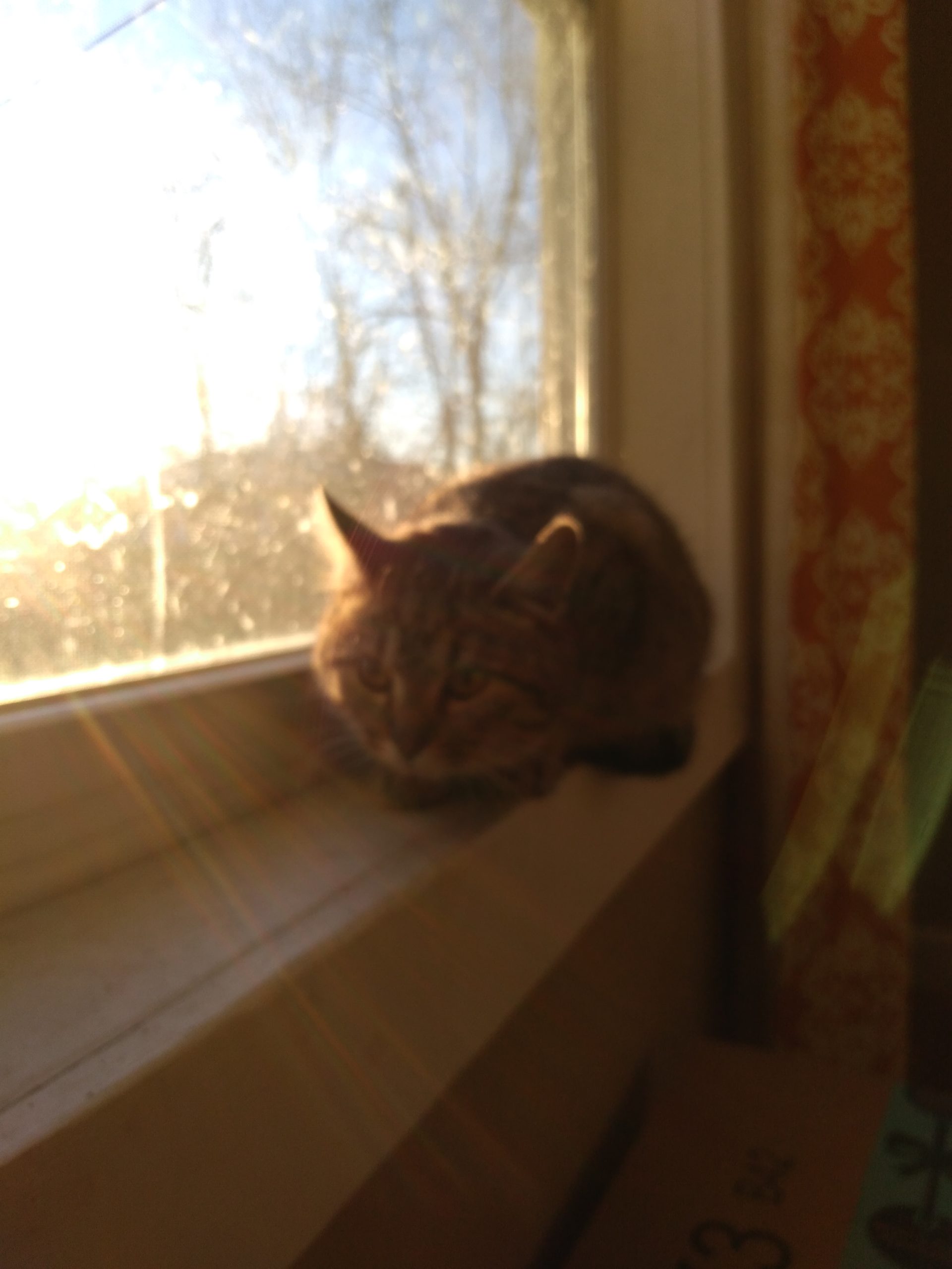 Spot sitting on a window ledge as sun shines in from outside