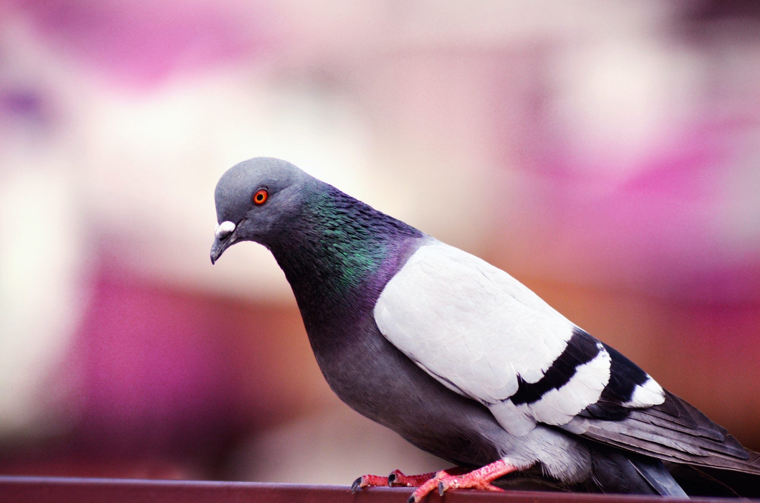 A photo of a grey and white pigeon perched on something